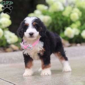 Pixie, Mini Bernedoodle Puppy